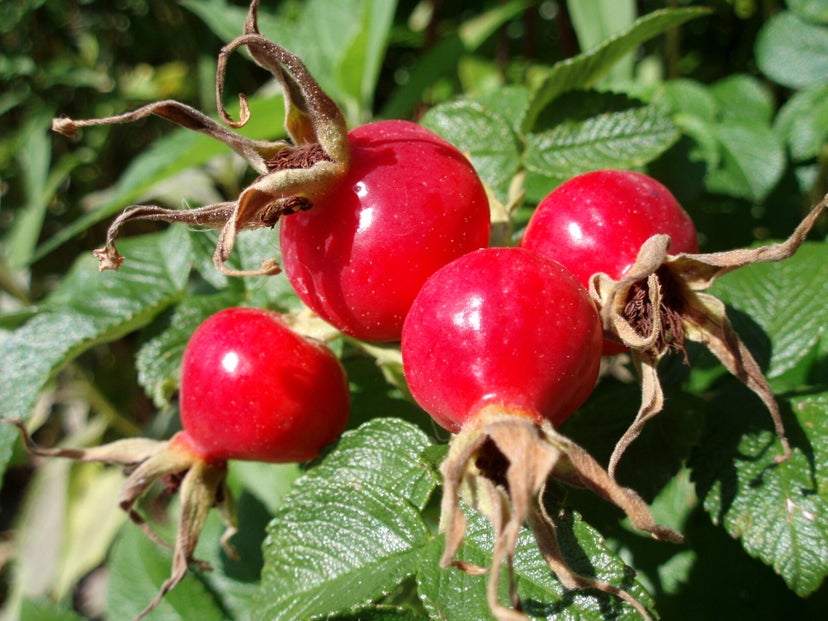 Rosehips (Dried) Organic 4oz.