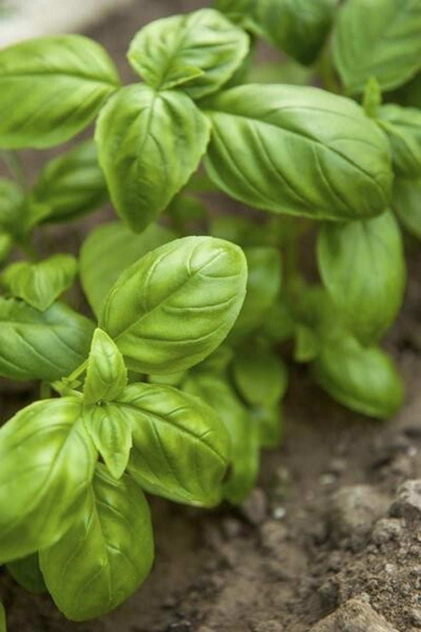 Sweet Basil (Dried) Organic 4oz.