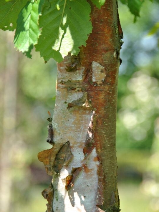 Birch Bark (Dried) Organic 4oz.