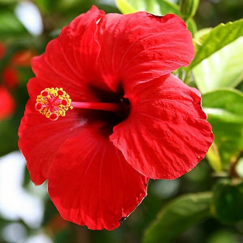 Hibiscus Flower (Dried) Organic 4oz.