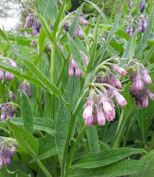Comfrey Leaf (Dried)