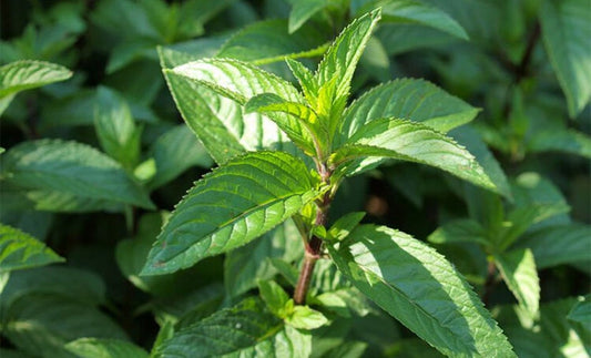 Peppermint (Dried)