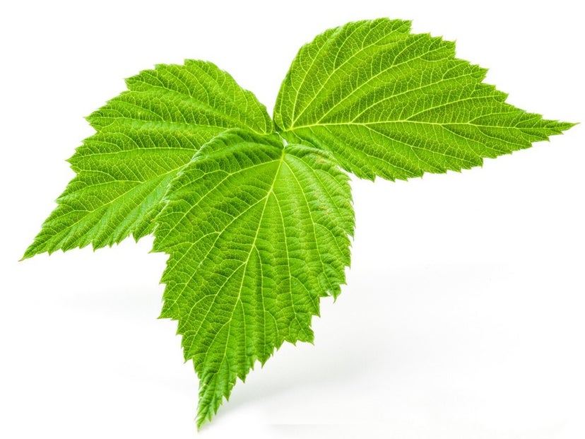 Raspberry Leaf (Dried) Organic 4oz.