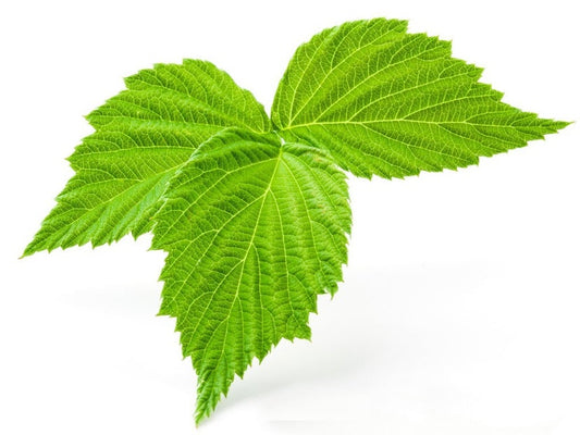 Raspberry Leaf (Dried) Organic 4oz.