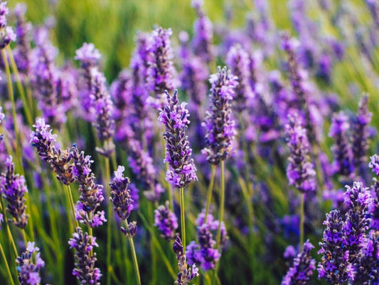 Lavender (Dried)