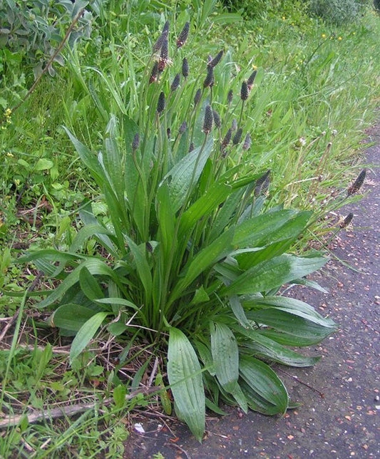 Plantain Leaf (Plantago Lanceolata) (Dried)