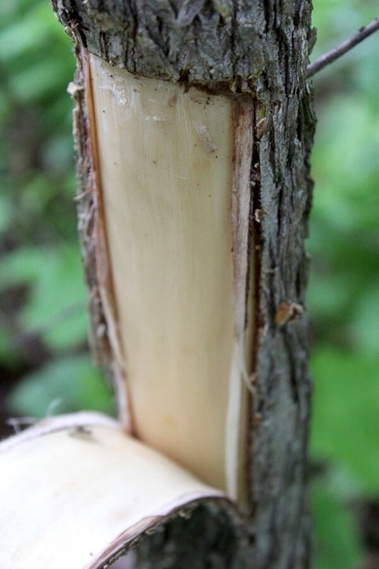 Slippery Elm Bark (Dried)