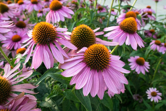 Echinacea (Dried)