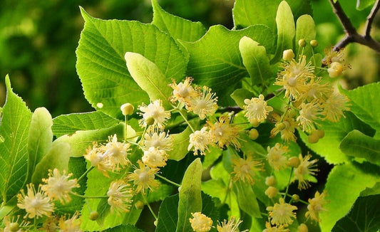 Linden Leaf & Flower (Dried)