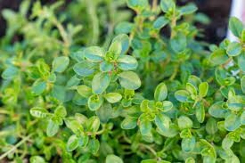 Thyme (Dried) 4oz.