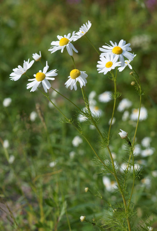 Chamomile Flower (Dried)
