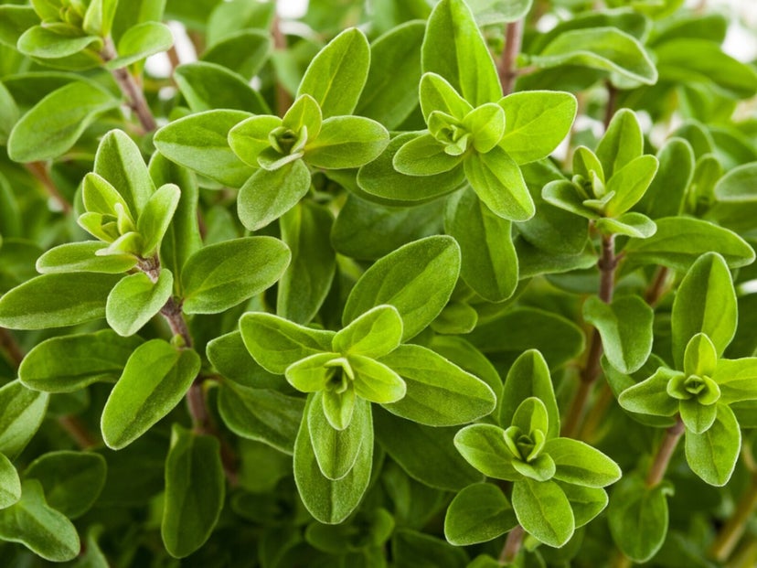Marjoram (Dried) 4oz.