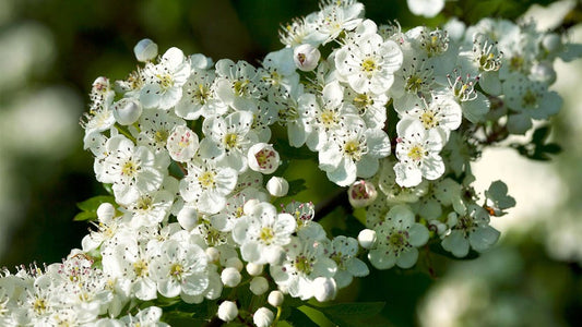 Hawthorn Leaf & Flower (Dried)
