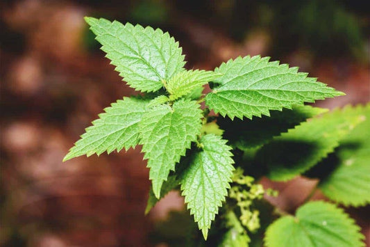 Nettle Leaf (Dried)