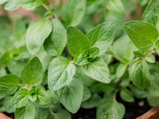 Oregano (Dried)